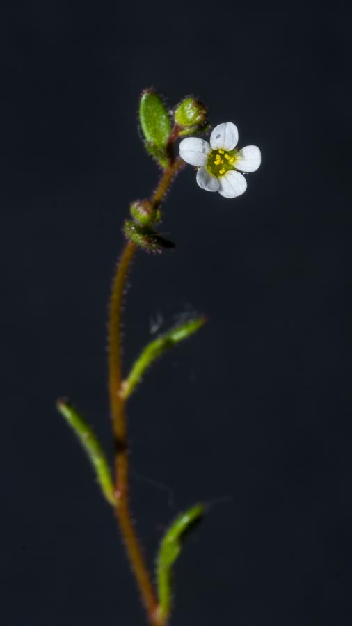 Fiore in paese:   Saxifraga tridactylites